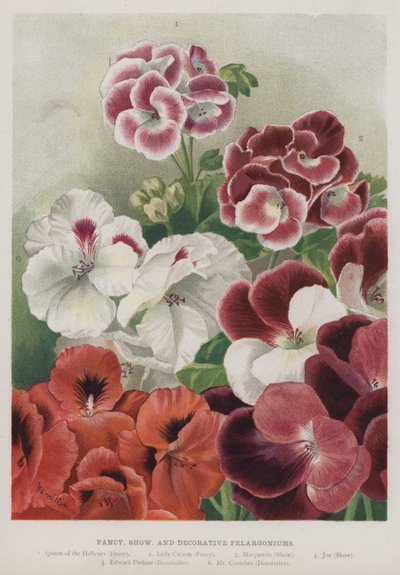Pelargoniums fantaisie, spectacle et décoratifs - Unbekannt Unbekannt